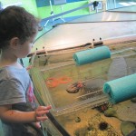 Touch Tank
