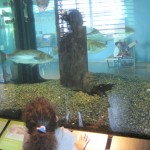 Aquariums