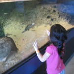 More Aquariums