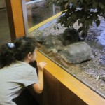 We love tortoises