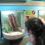 Cool insect displays