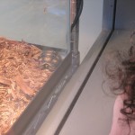 Tortellini the baby tortoise