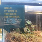 We love Tortellini